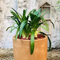 POTTERY - Planta Natural Agapanto Con Maceta Rotomoldeado Beige 43 Cm