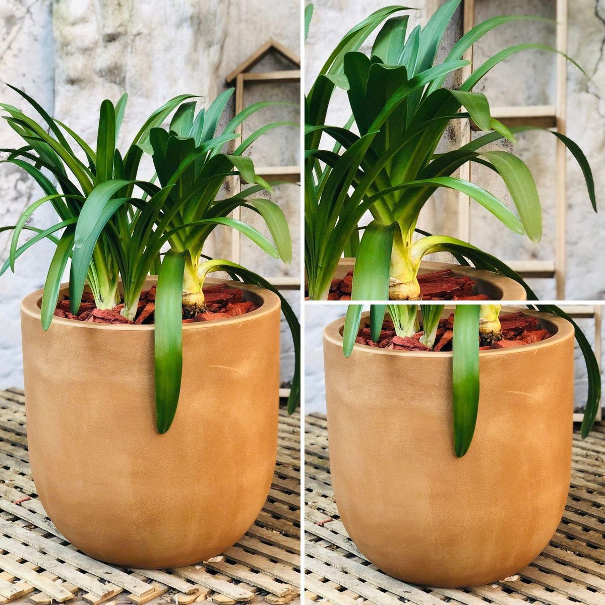 POTTERY - Planta Natural Agapanto Con Maceta Rotomoldeado Beige 43 Cm