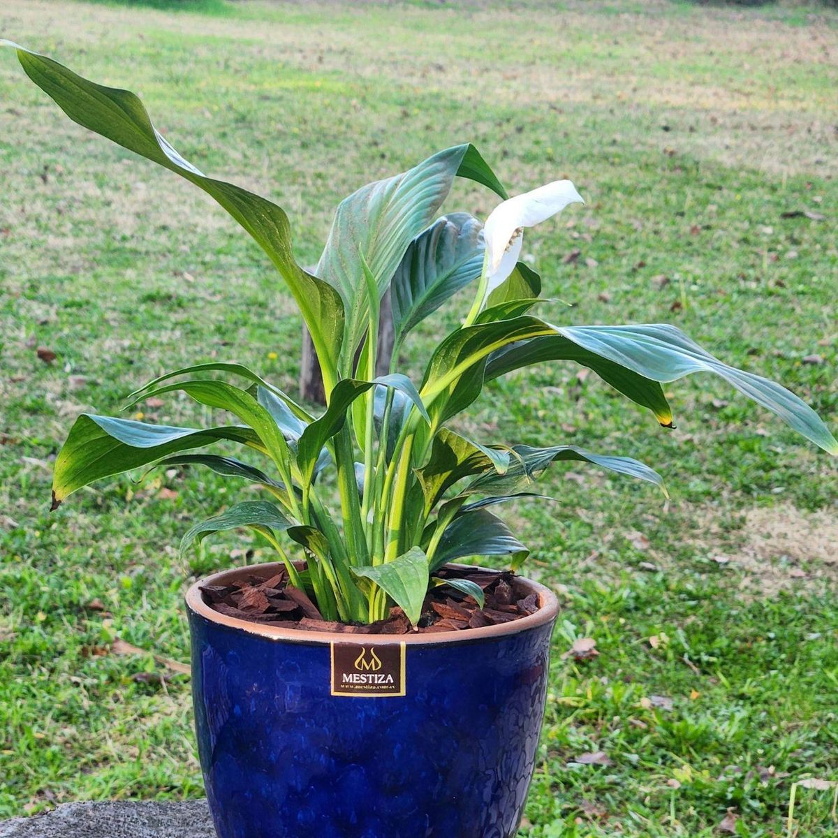 POTTERY - Planta Natural Spathiphyllum Con Maceta Cerámica Zafiro Azul 17 Cm