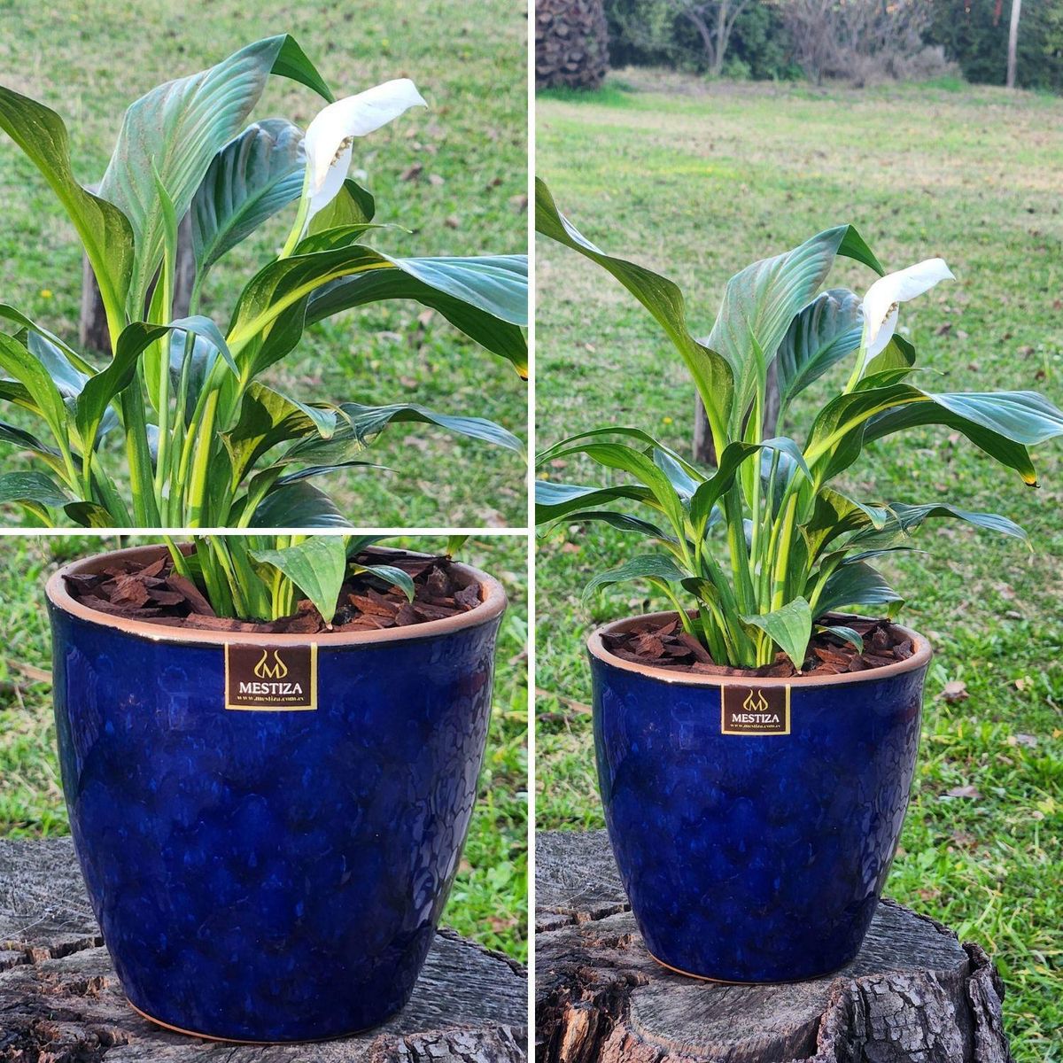 POTTERY - Planta Natural Spathiphyllum Con Maceta Cerámica Zafiro Azul 17 Cm