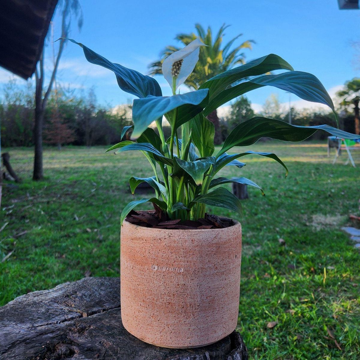 POTTERY - Planta Natural Spathiphyllum Con Maceta Arcilla Luna 15 Cm