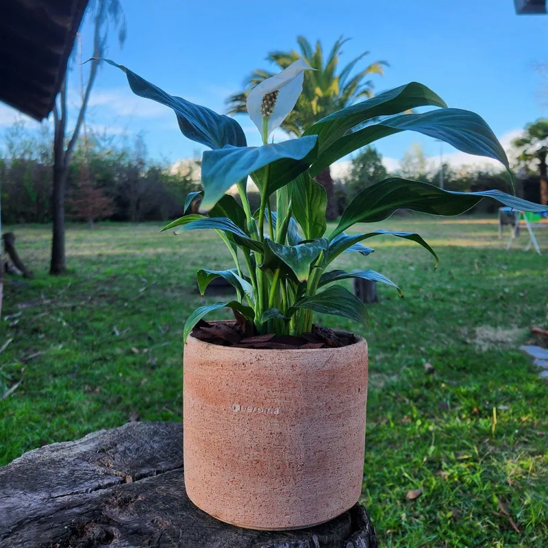 GENERICO - Planta Spathiphyllum 15 cm Natural CT15