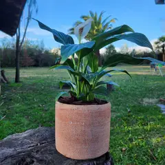 POTTERY - Planta Natural Spathiphyllum Con Maceta Arcilla Luna 15 Cm
