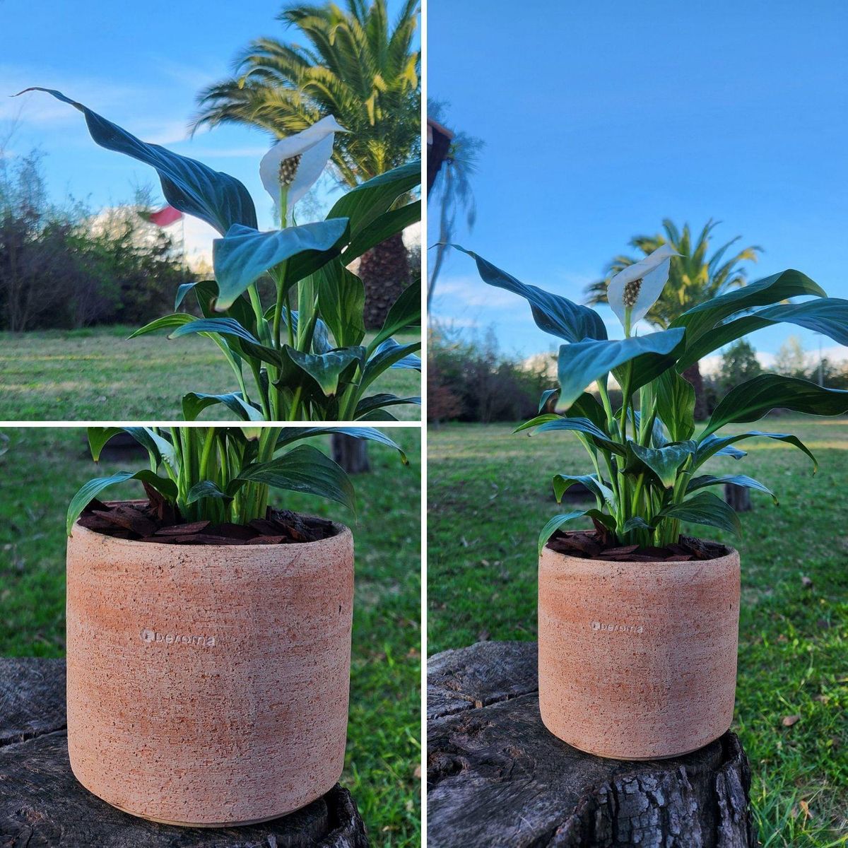 POTTERY - Planta Natural Spathiphyllum Con Maceta Arcilla Luna 15 Cm