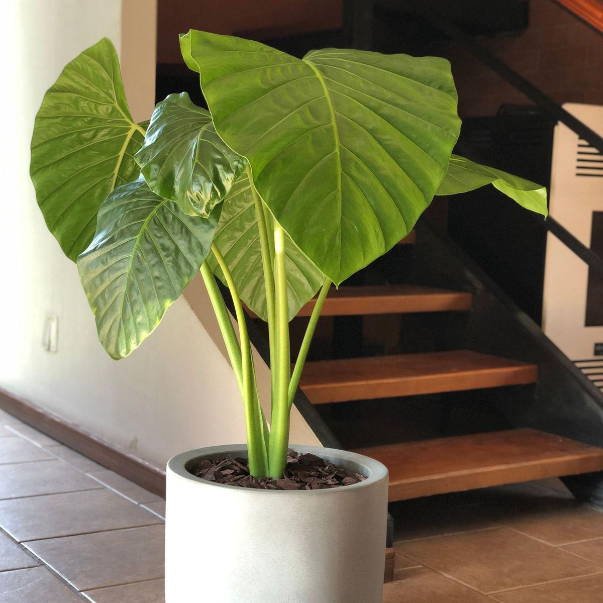 POTTERY - Planta Natural Manto De Eva Con MacetaRotomoldeado 33 Cm Gris