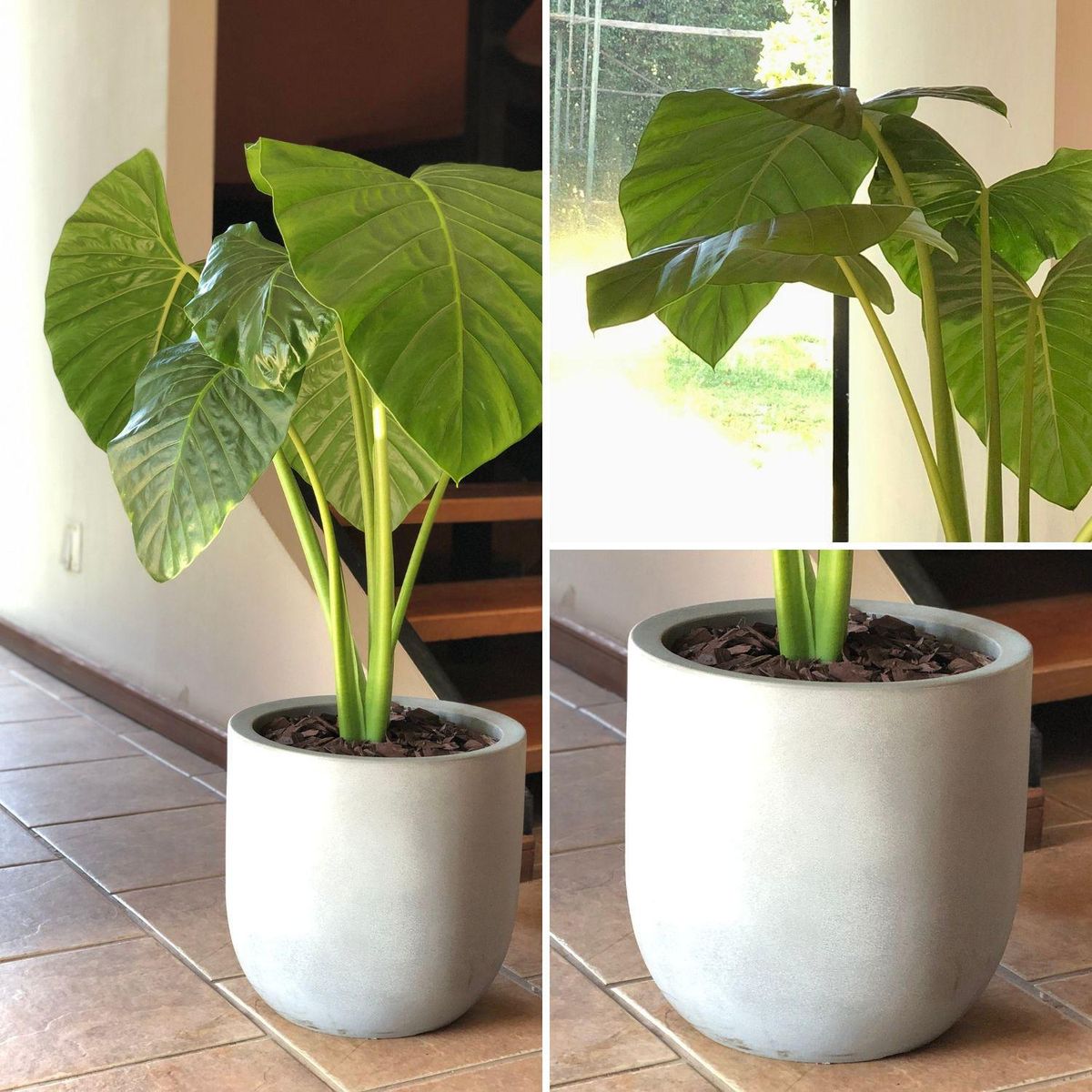 POTTERY - Planta Natural Manto De Eva Con MacetaRotomoldeado 33 Cm Gris