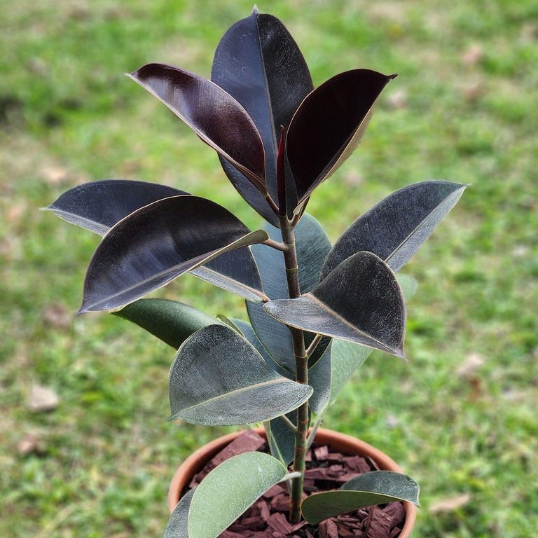 Planta Natural Gomero Burgundy Con Maceta Kony 24 Cm verde