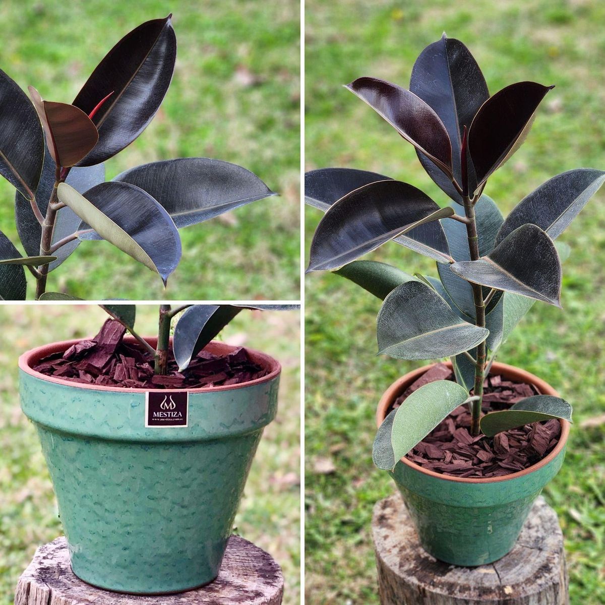 POTTERY - Planta Natural Gomero Burgundy Con Maceta Kony 24 Cm verde