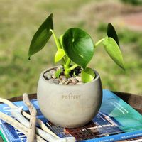 Planta Natural Peperomia Cucharita Con Maceta Cemento Cilíndrica 10 Cm