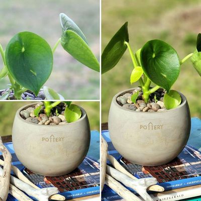 Imagen 2 del producto Planta Natural Peperomia Cucharita Con Maceta Cemento Cilíndrica 10 Cm