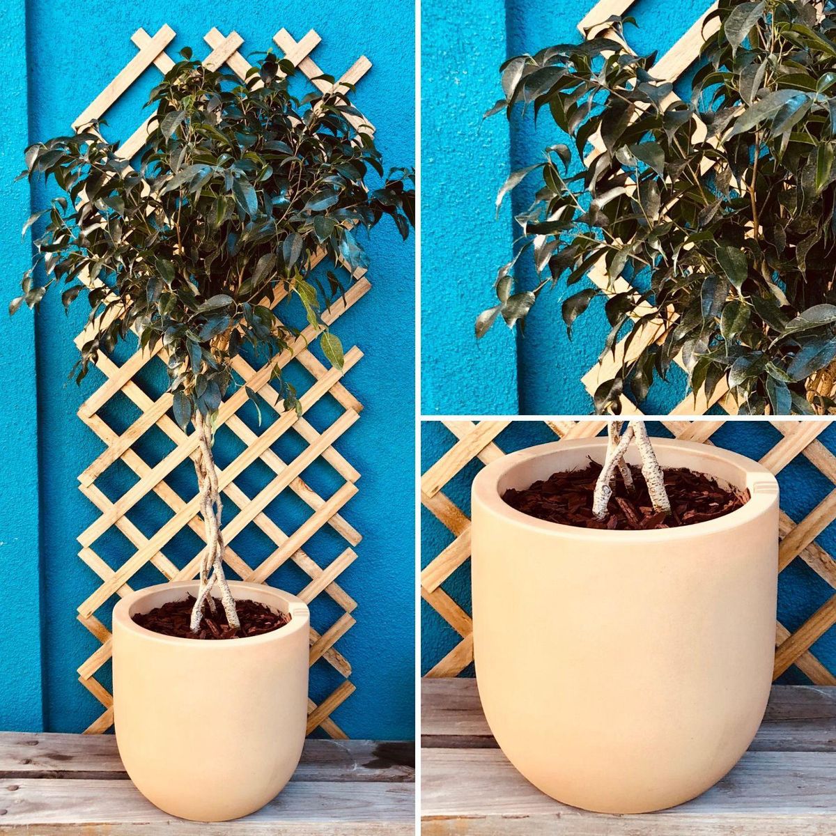 POTTERY - Planta Natural Ficus Benjamina Trenzado Con Maceta Rotomoldeado Arena 33 Cm