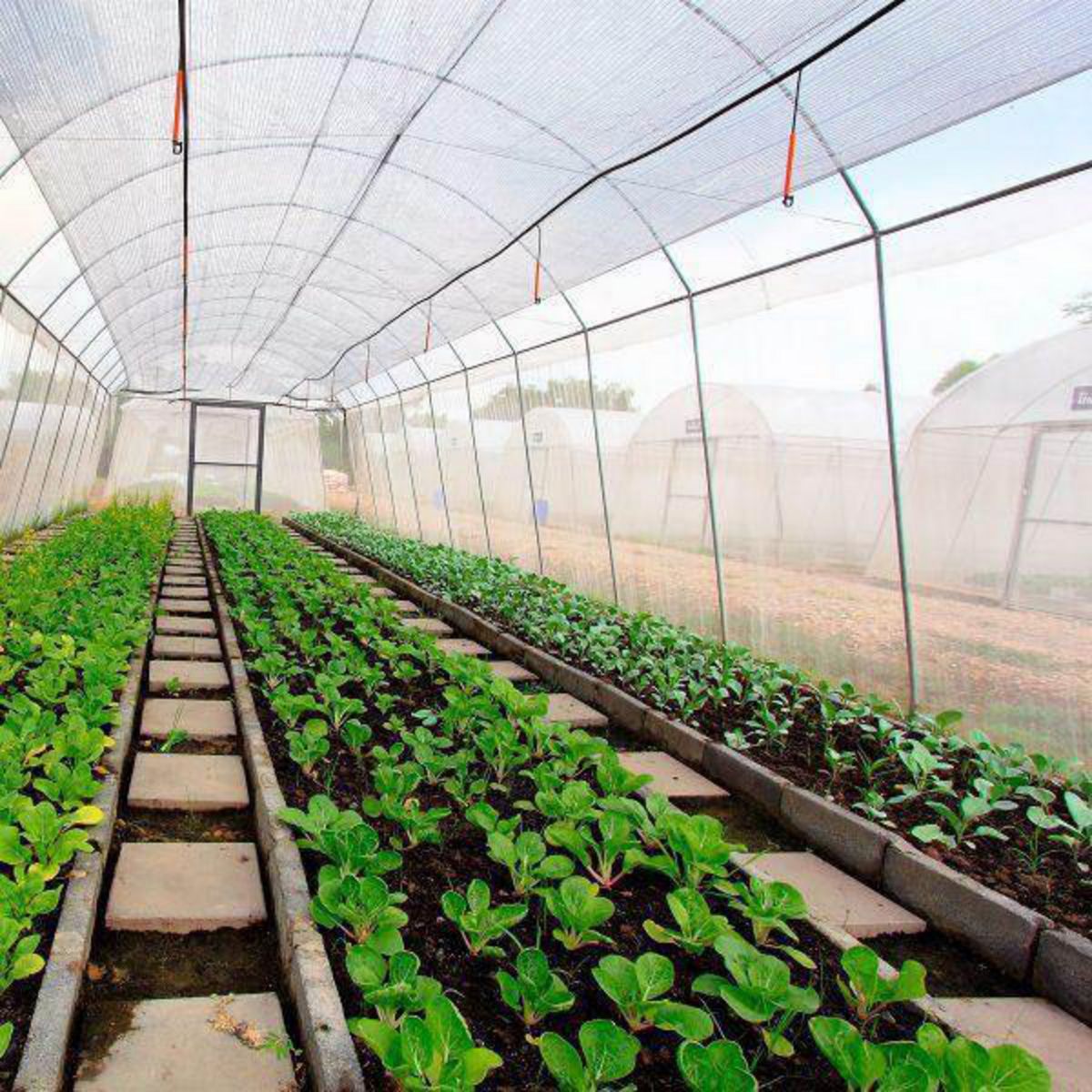 GENERICO - Malla Antiáfido 40 Mesh 4x100 m