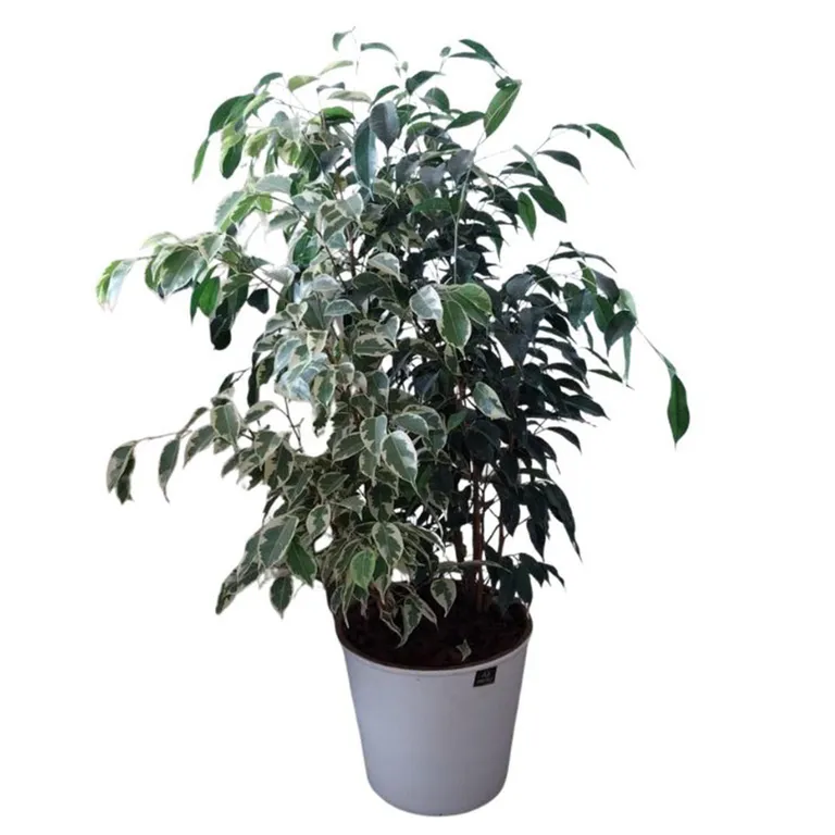 Ficus Benjamina 93 cm Natural CT26