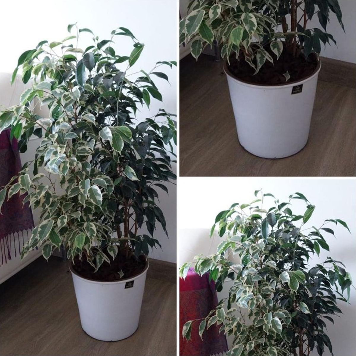 GENERICO - Ficus Benjamina 93 cm Natural CT26