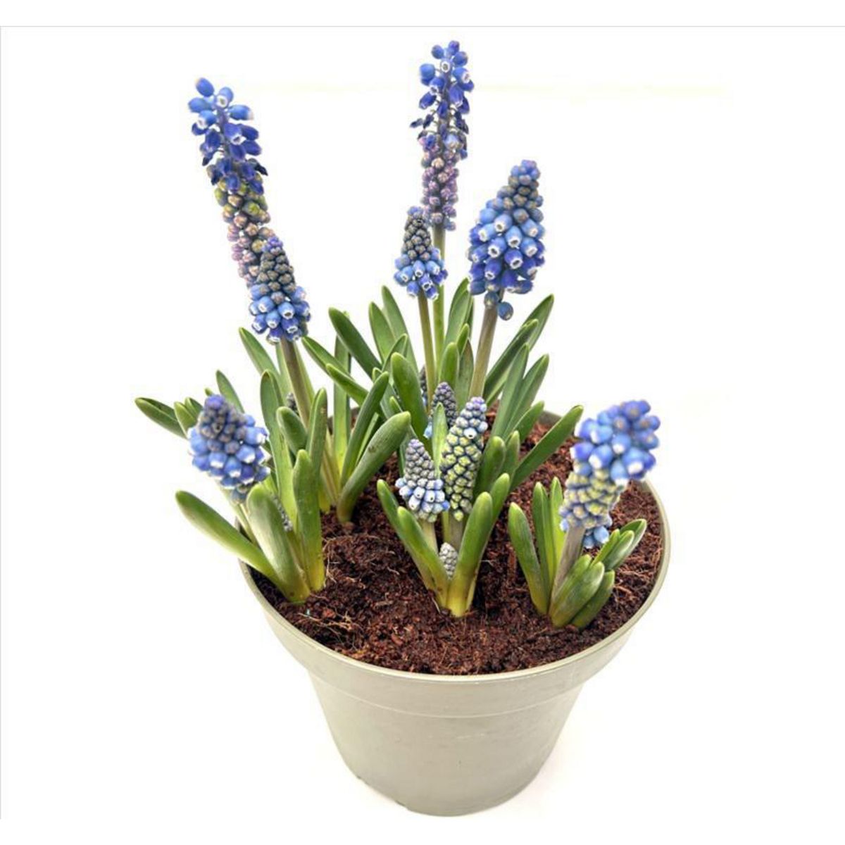 Planta Muscaris 7 bulbos CT14, marca PAZ Y FLORA - Foto Principal