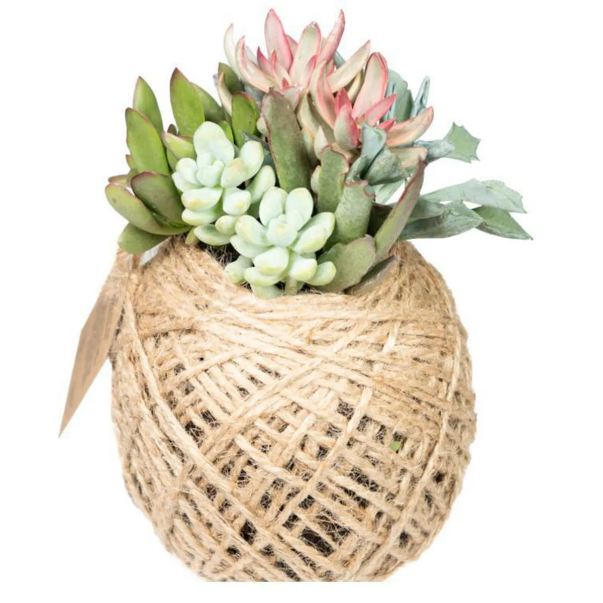 VIVEROS HIJUELAS - Planta Kokedama 14 cm Natural CT14