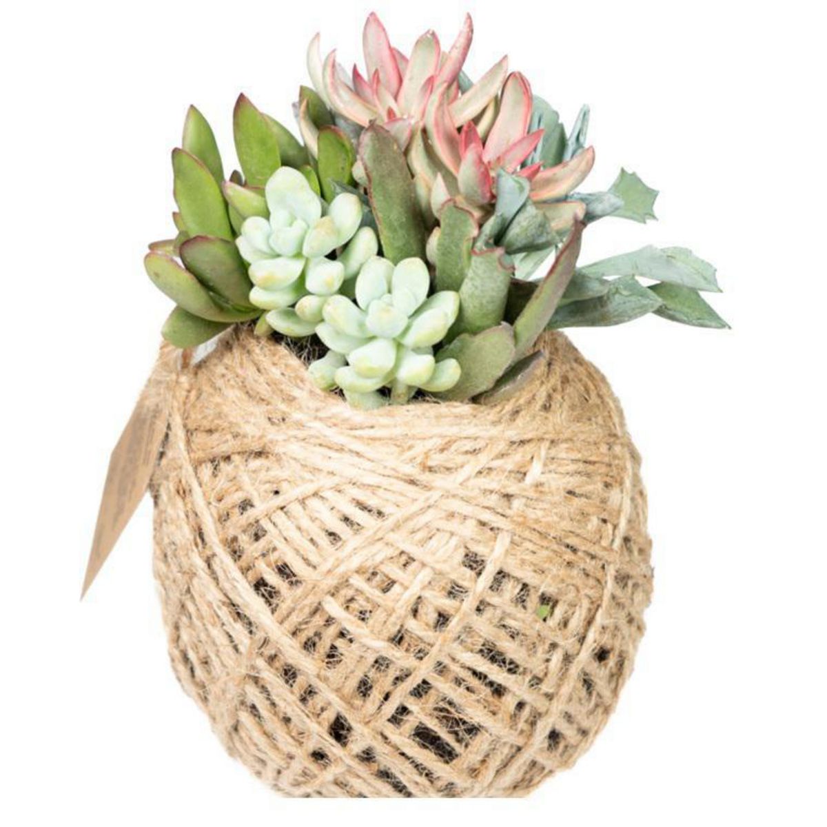 VIVEROS HIJUELAS - Planta Kokedama 14 cm Natural CT14