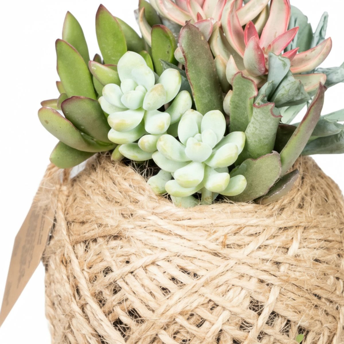 VIVEROS HIJUELAS - Planta Kokedama 14 cm Natural CT14