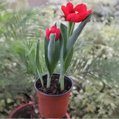 VIVEROS HIJUELAS - Tulipan x3 bulbos 0,30 m CT13