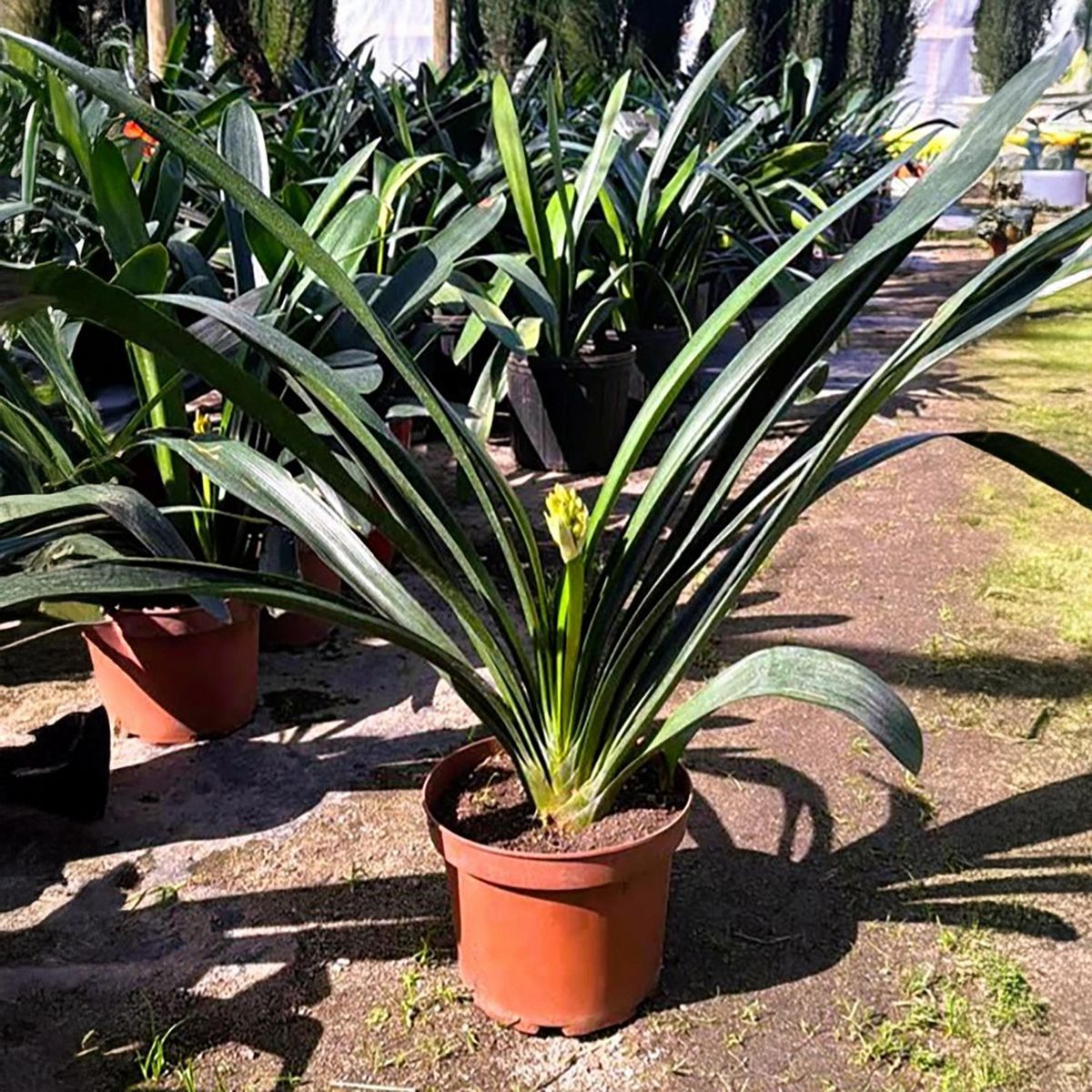 GENERICO - Planta Clivia Natural 50 cm