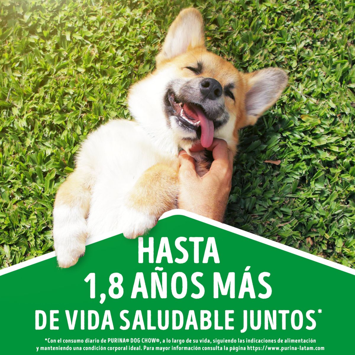 DOG CHOW - Alimento húmedo para Perro Adulto Cordero 0.1 kg