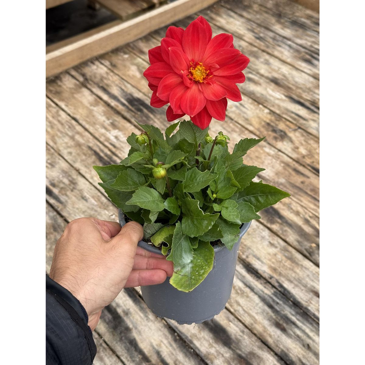 FLORES DE MI TIERRA - Planta Dahlia 20 cm Natural CT15