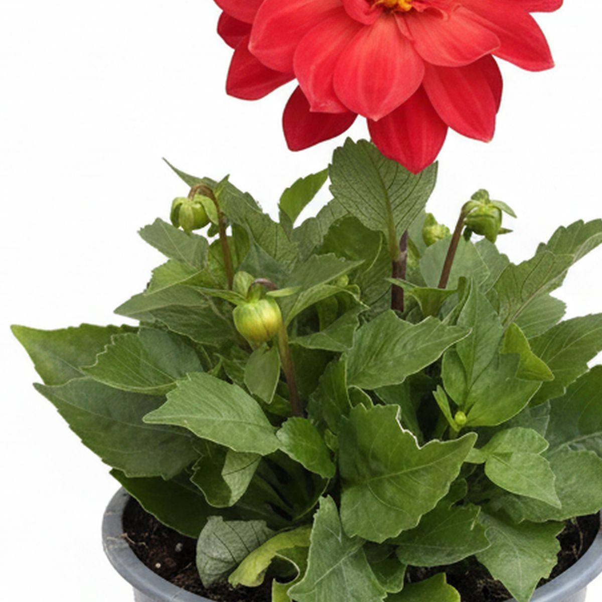 FLORES DE MI TIERRA - Planta Dahlia 20 cm Natural CT15