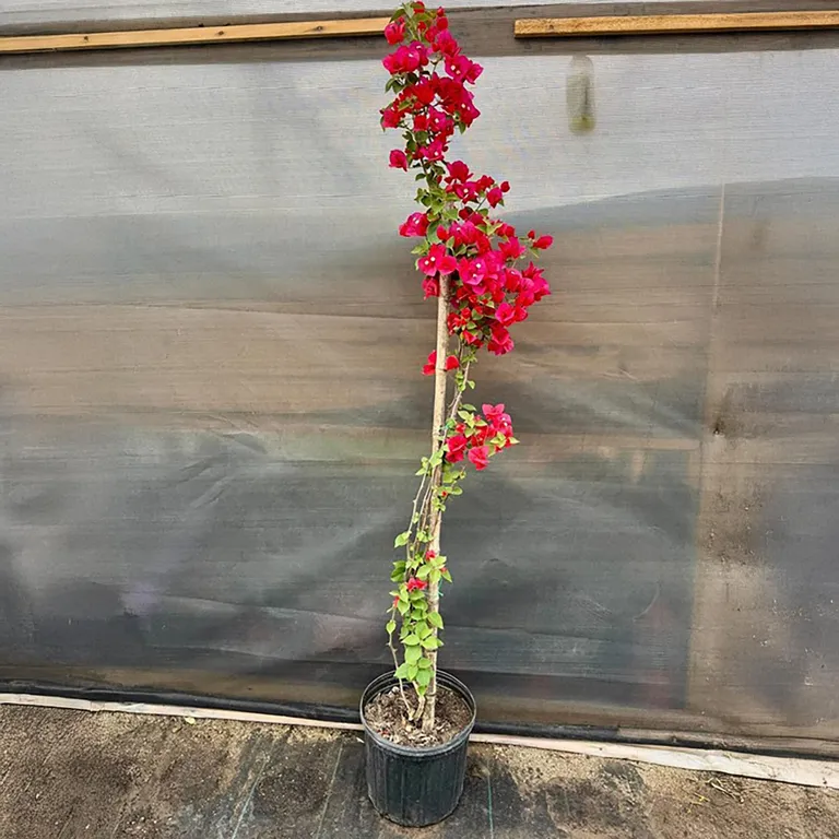 Planta bougainvillea Natural CT28