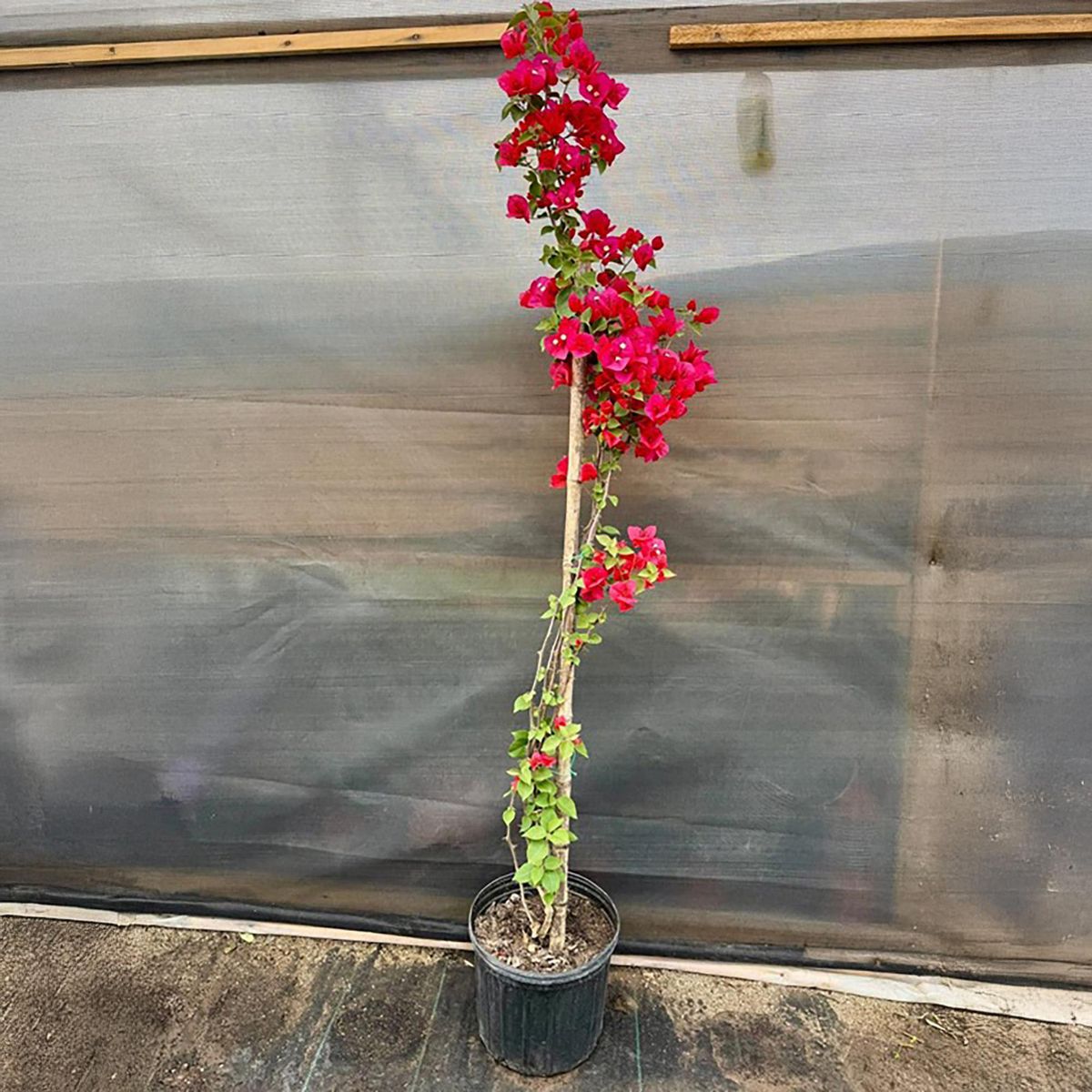 GENERICO - Planta bougainvillea Natural CT28