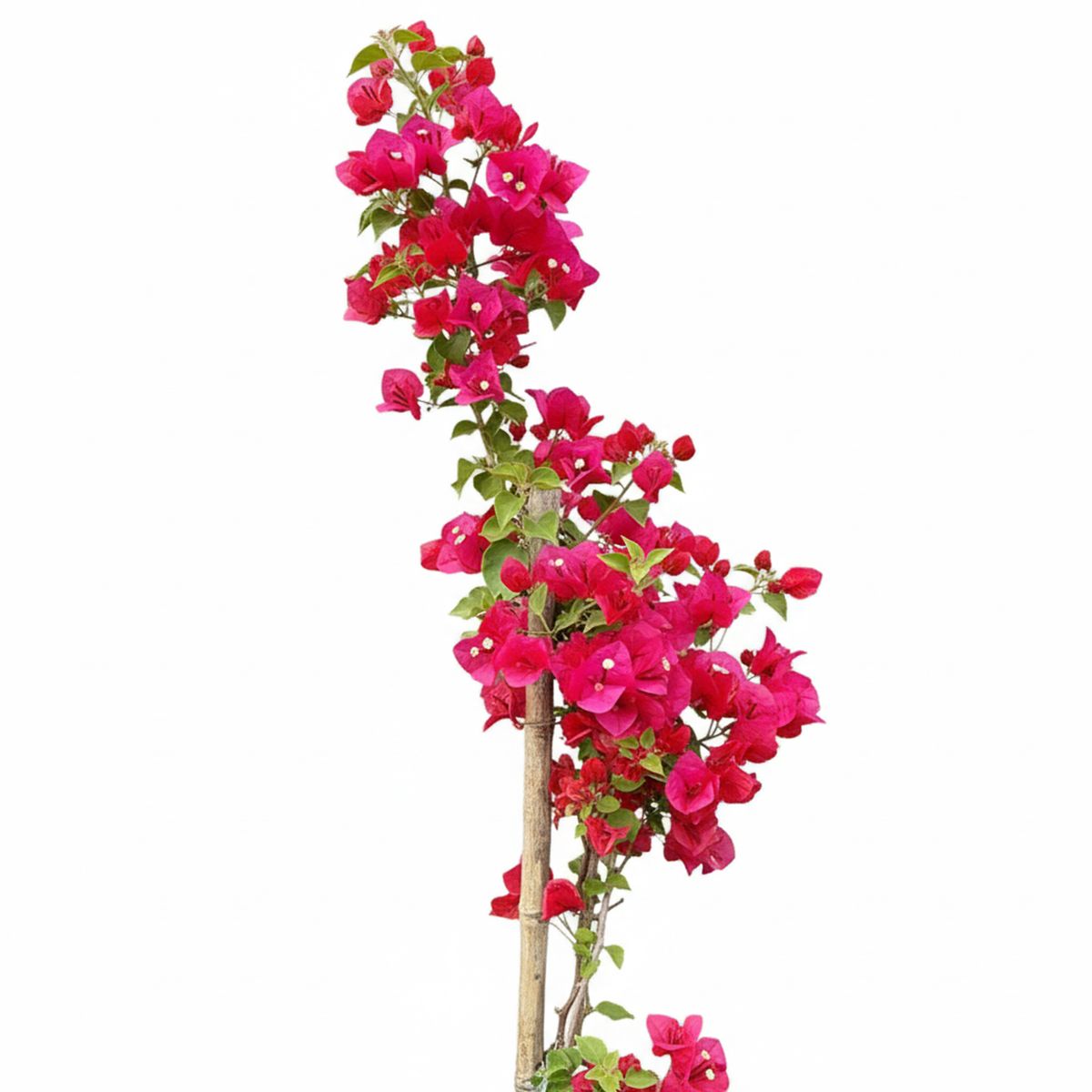 GENERICO - Planta bougainvillea Natural CT28