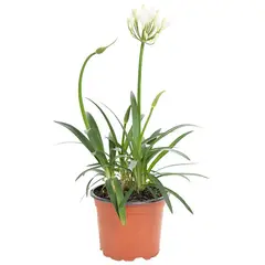 VIVEROS HIJUELAS - Planta Agapantho mini 15 cm ct 14 cm