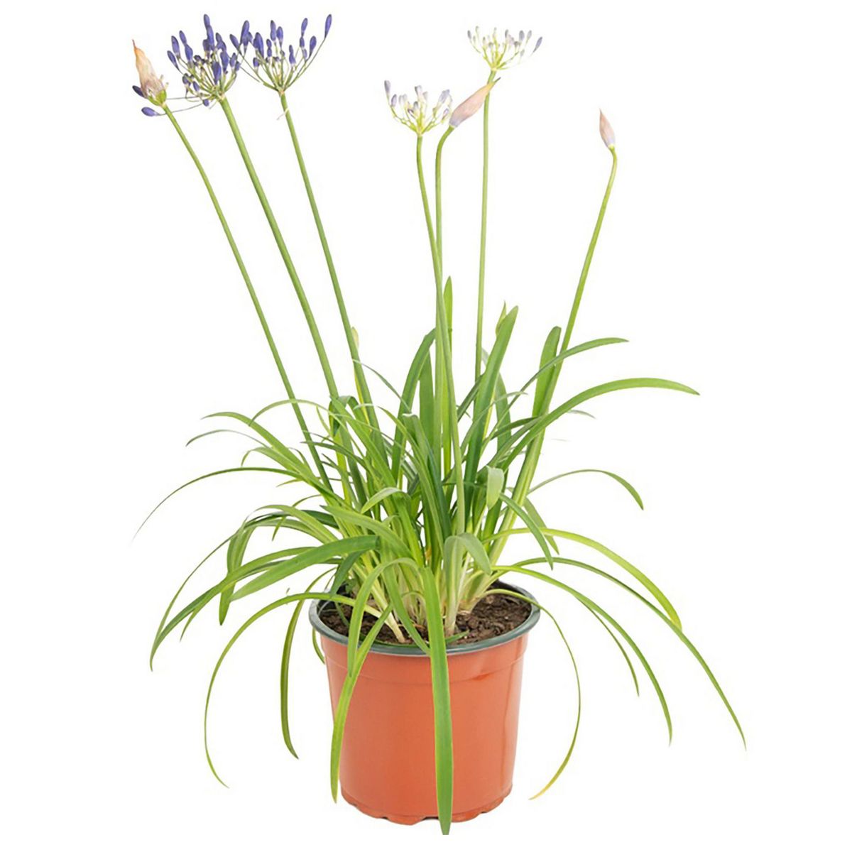 VIVEROS HIJUELAS - Planta Agapantho color 50 cm ct 23 cm
