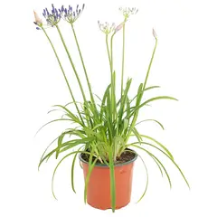 VIVEROS HIJUELAS - Planta Agapantho color 50 cm ct 23 cm