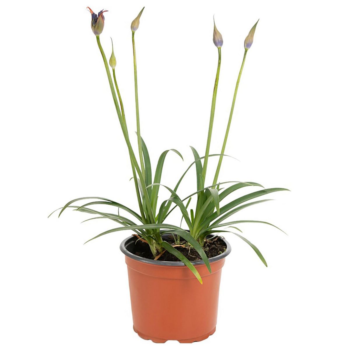 VIVEROS HIJUELAS - Planta Agapantho color 30 cm ct 19 cm