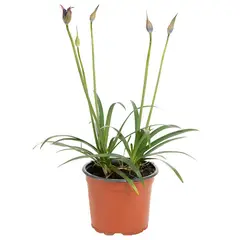 VIVEROS HIJUELAS - Planta Agapantho color 30 cm ct 19 cm