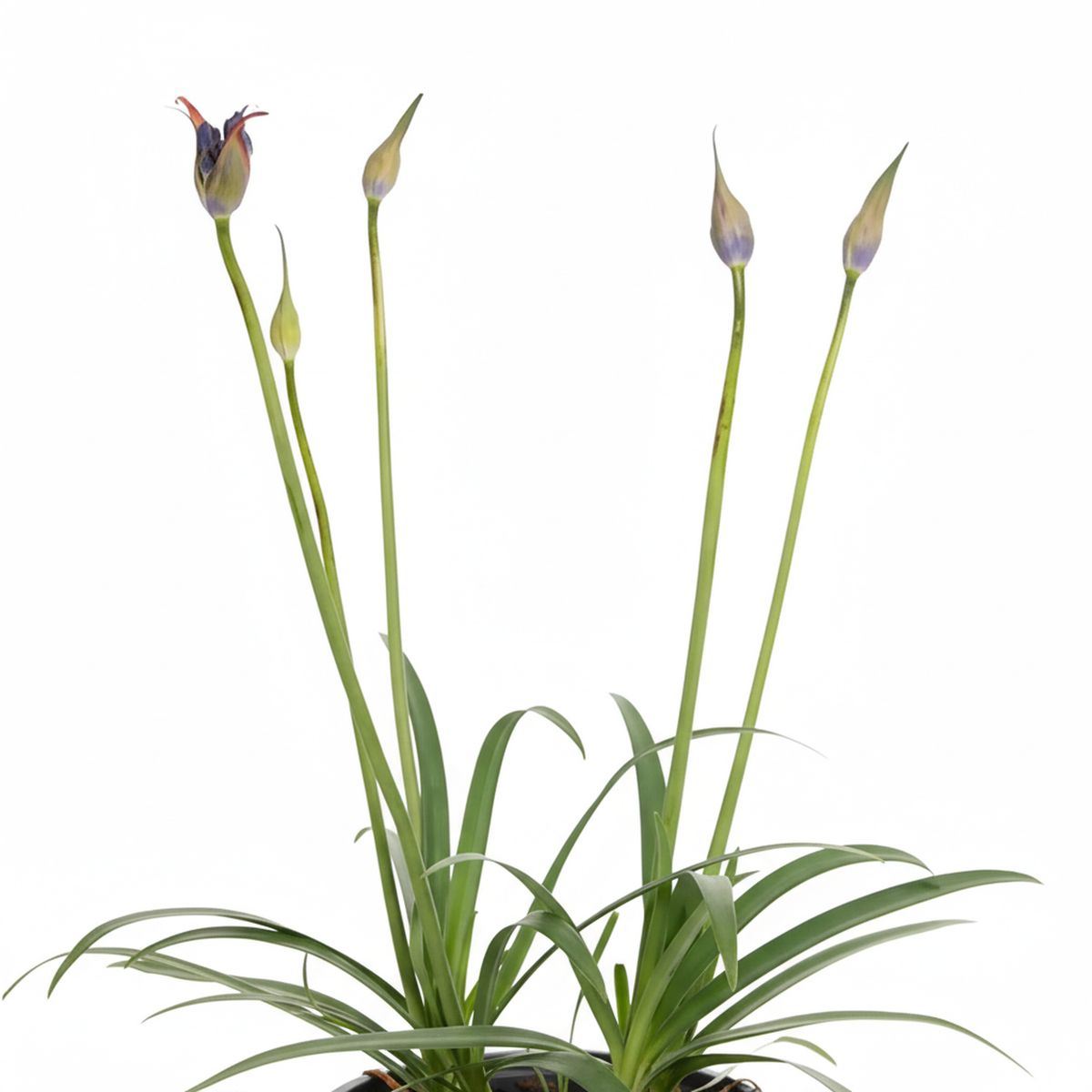 VIVEROS HIJUELAS - Planta Agapantho color 30 cm ct 19 cm