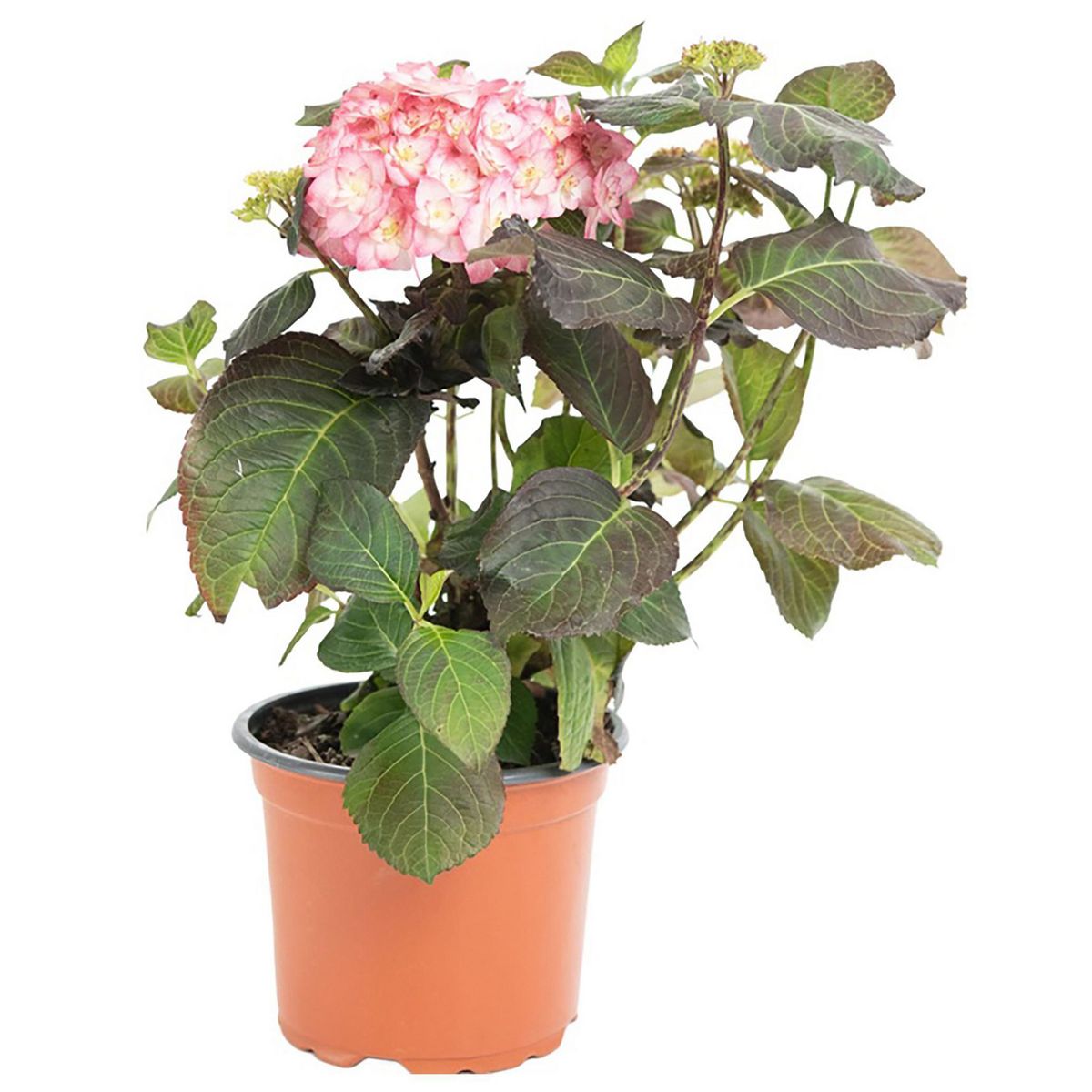 VIVEROS HIJUELAS - Planta Hortensia Saori 30 cm Natural CT17