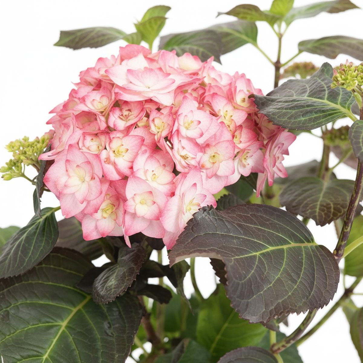 VIVEROS HIJUELAS - Planta Hortensia Saori 30 cm Natural CT17