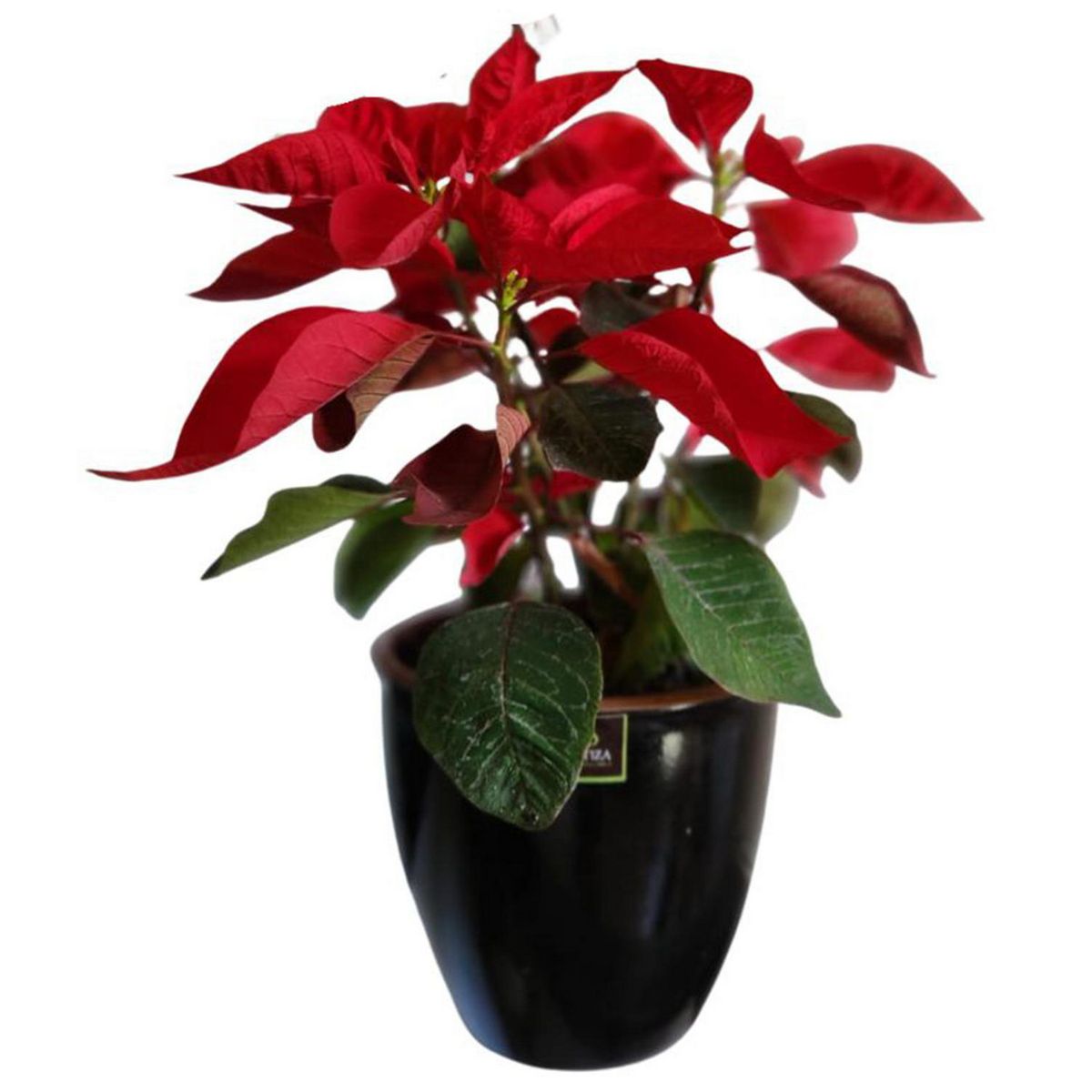 POTTERY - Planta Natural Corona del Inca con Maceta Zafiro 14 cm Negro