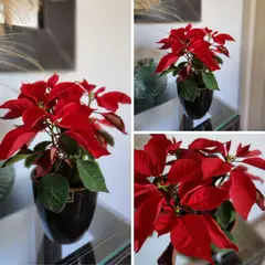 POTTERY - Planta Corona del Inca Natural CT17