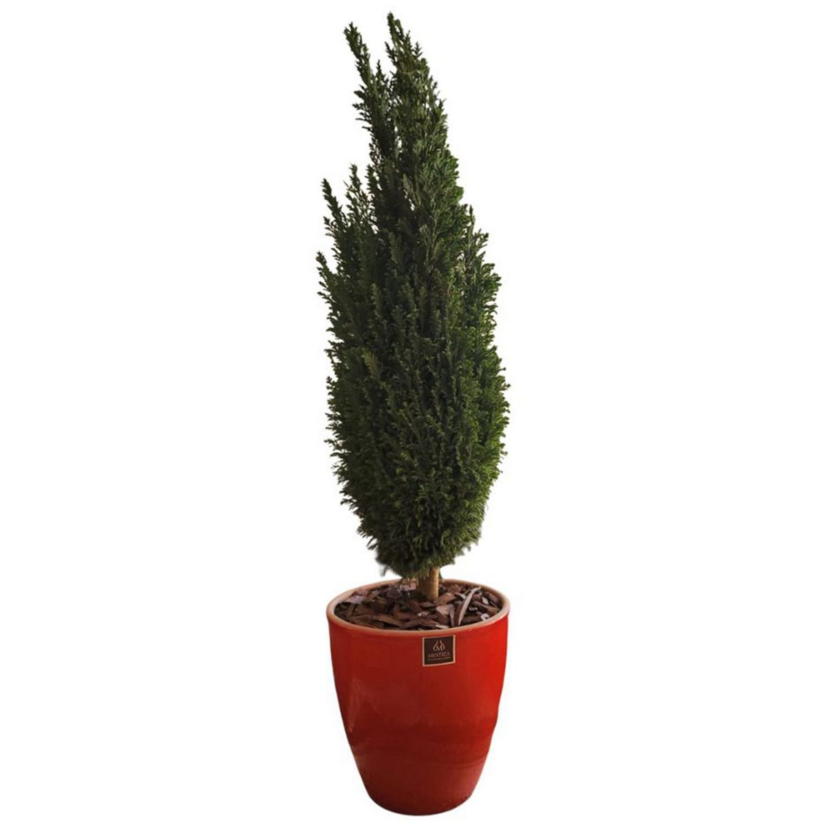 POTTERY - Planta Pino buddy Natural CT24