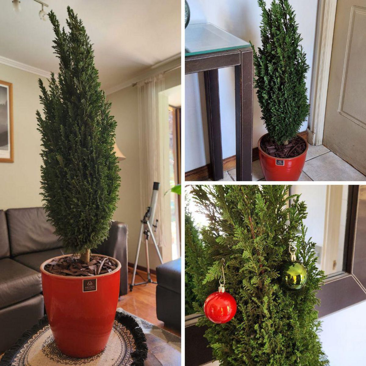 POTTERY - Planta Pino buddy Natural CT24