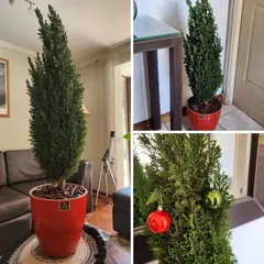 POTTERY - Planta Pino buddy Natural CT24