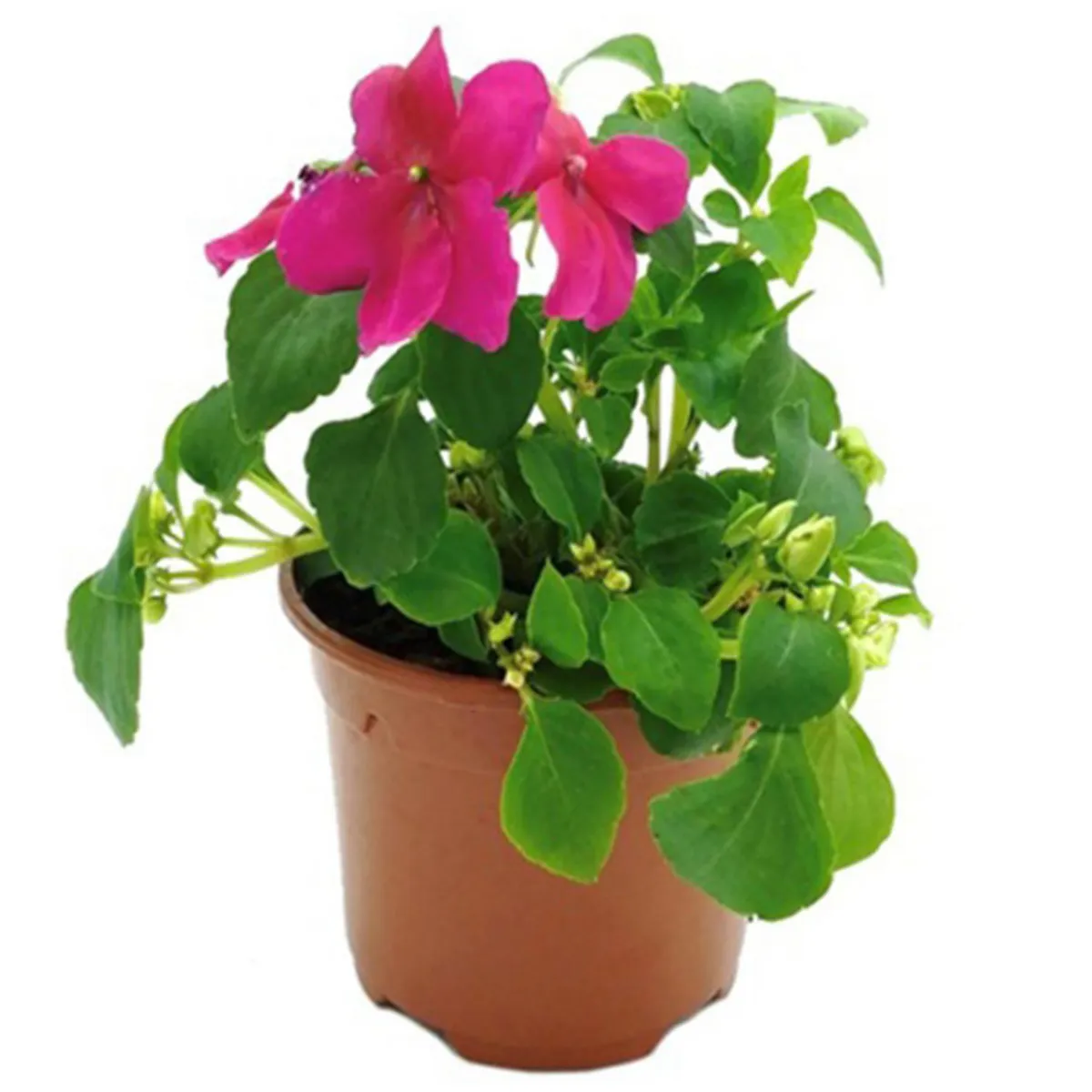 FLORES DE MI TIERRA - Planta Alegría del hogar 10 cm Natural CT10