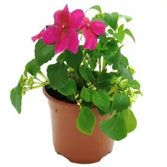 FLORES DE MI TIERRA - Planta Alegría del hogar 10 cm Natural CT10