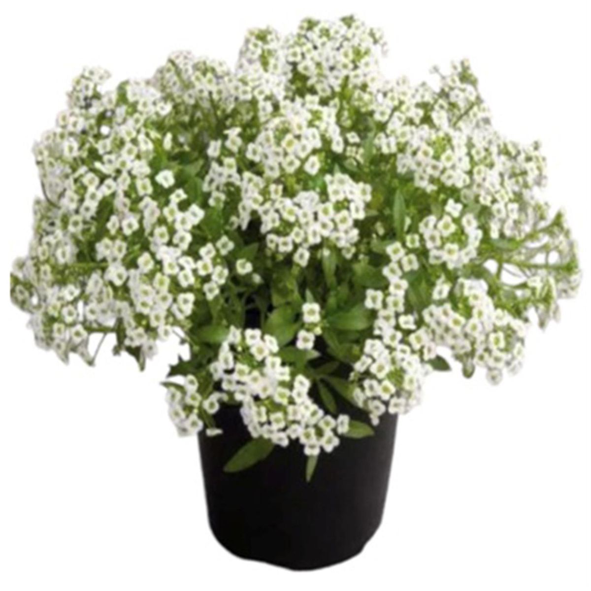 FLORES DE MI TIERRA - Planta Alyssum 10 cm Natural CT10