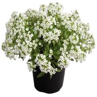 Planta Alyssum 10 cm Natural CT10