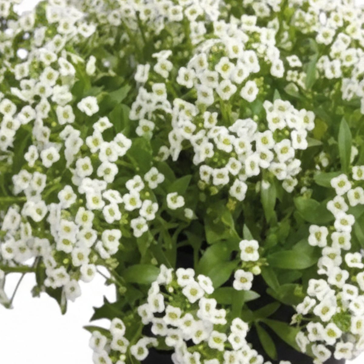 FLORES DE MI TIERRA - Planta Alyssum 10 cm Natural CT10