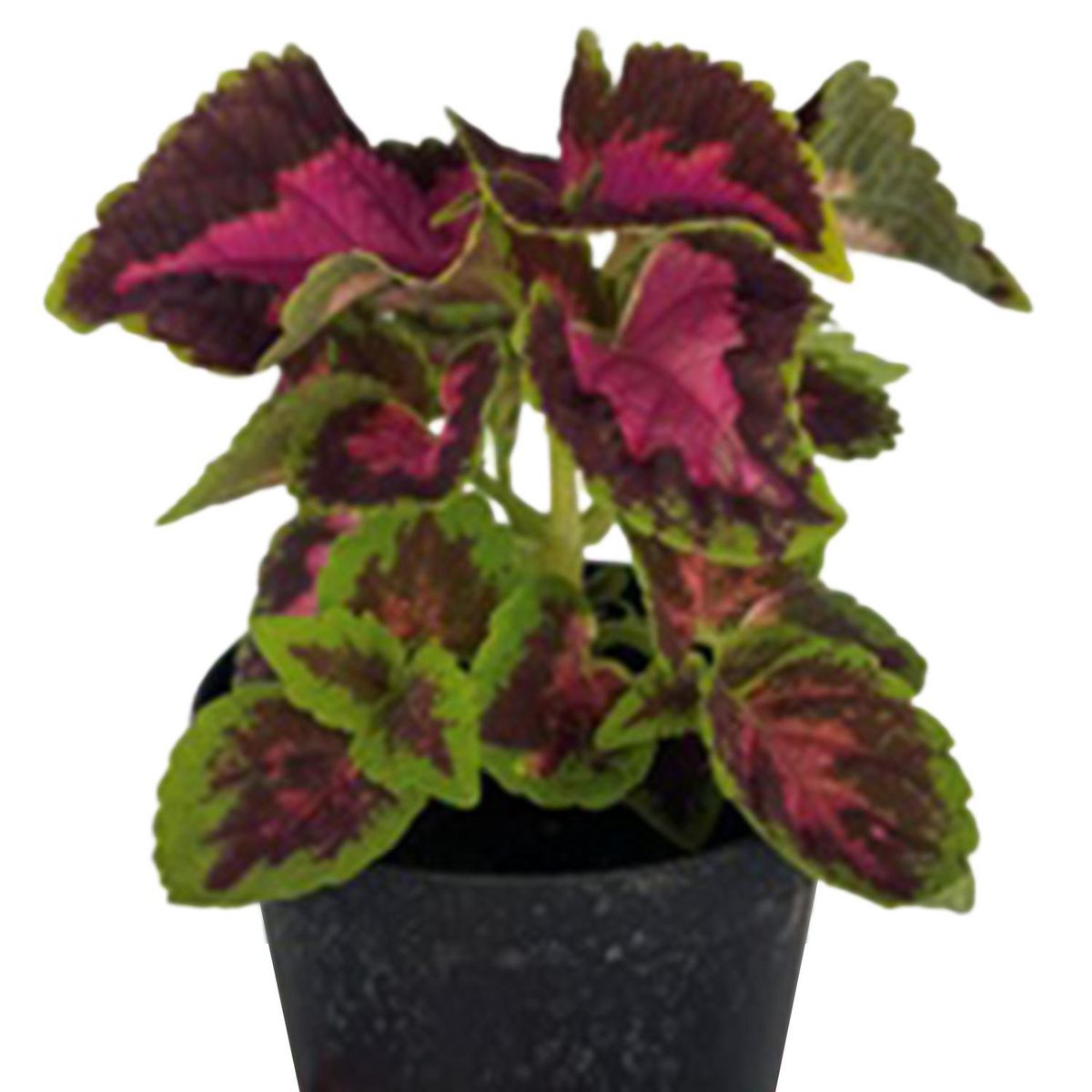 FLORES DE MI TIERRA - Planta Coleus 15 cm Natural CT10