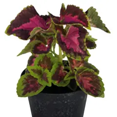 FLORES DE MI TIERRA - Planta Coleus 15 cm Natural CT10